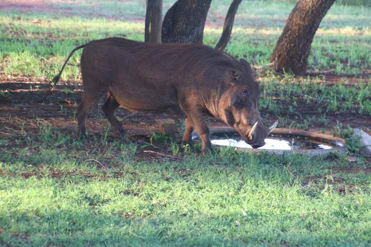 Quali sono gli animali domestici vietati in Italia