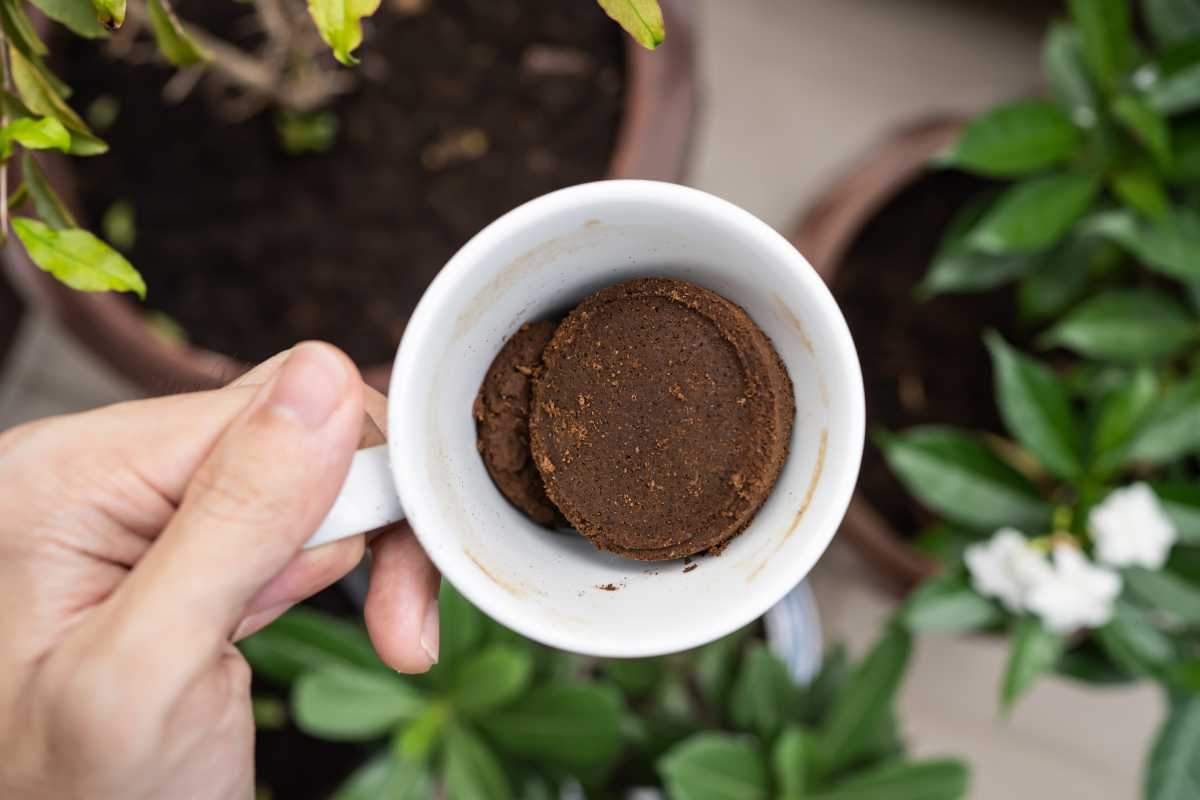 fondi di caffè utilizzati per casa per pulire e tenere insetti lontani