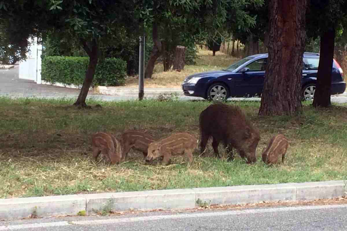 Esercito contro invasione cinghiali