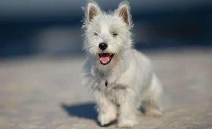 Il West Highland White Terrier è il cane perfetto per l'appartamento