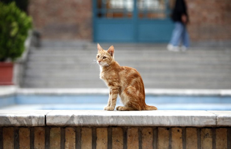 gatto curioso nel giardino vicini