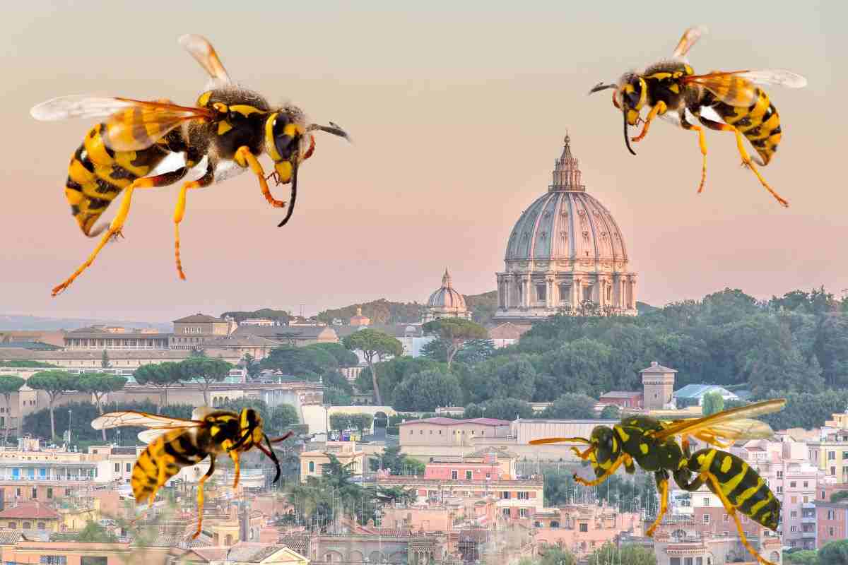 la vespa orientale invade roma