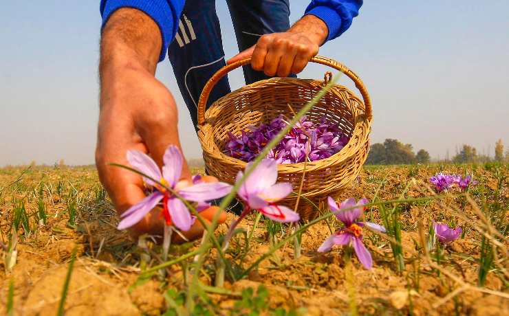 Il cardamomo è utile per dimagrire 