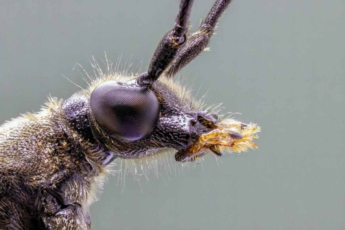 Come combattere scarafaggi in casa