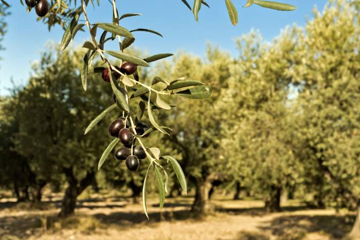 cause aumento prezzo olio di oliva