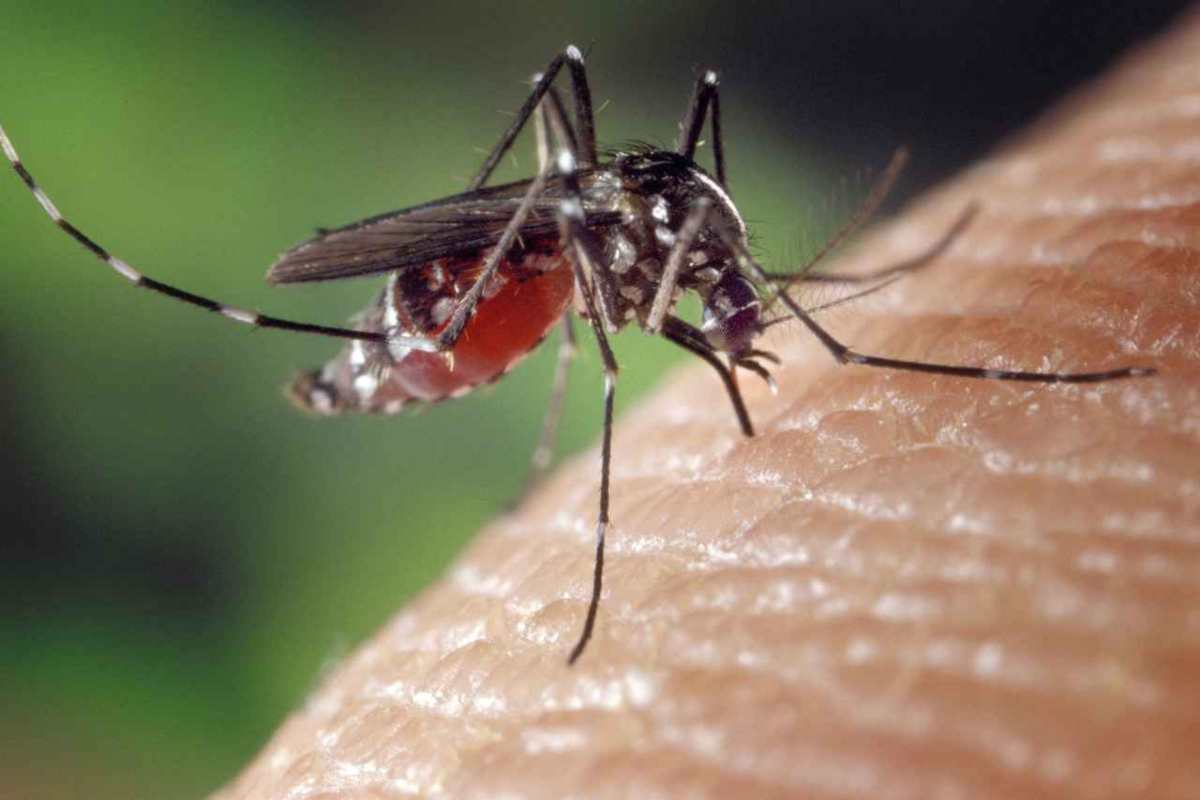 casi dengue in aumento lazio e roma