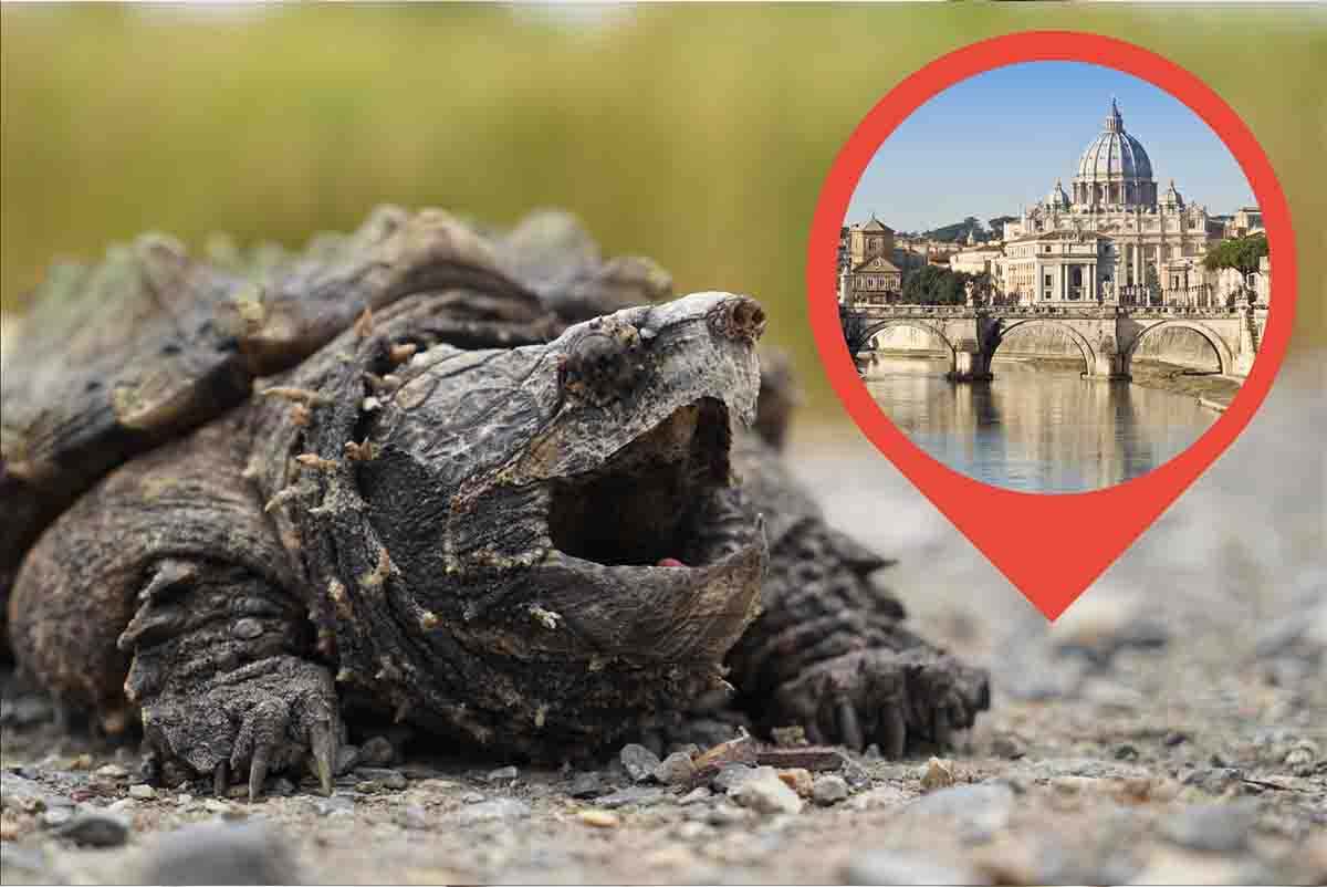 Attenzione! Tartarughe aliene a Roma