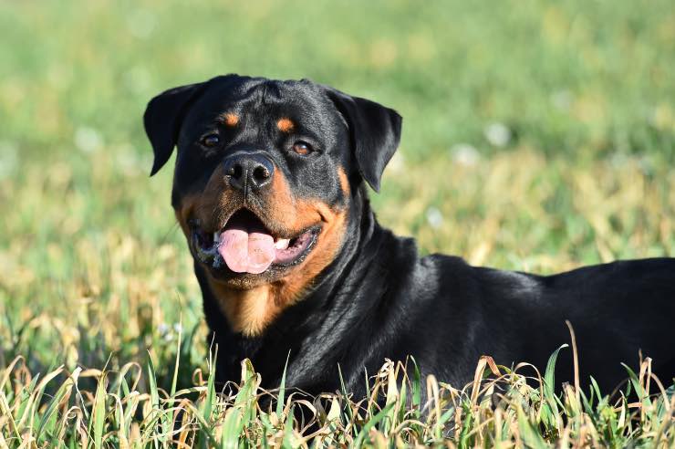 Rottweiler precipita dal terzo piano