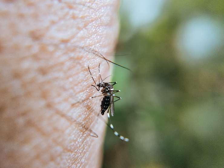 Allarme Dengue in Italia