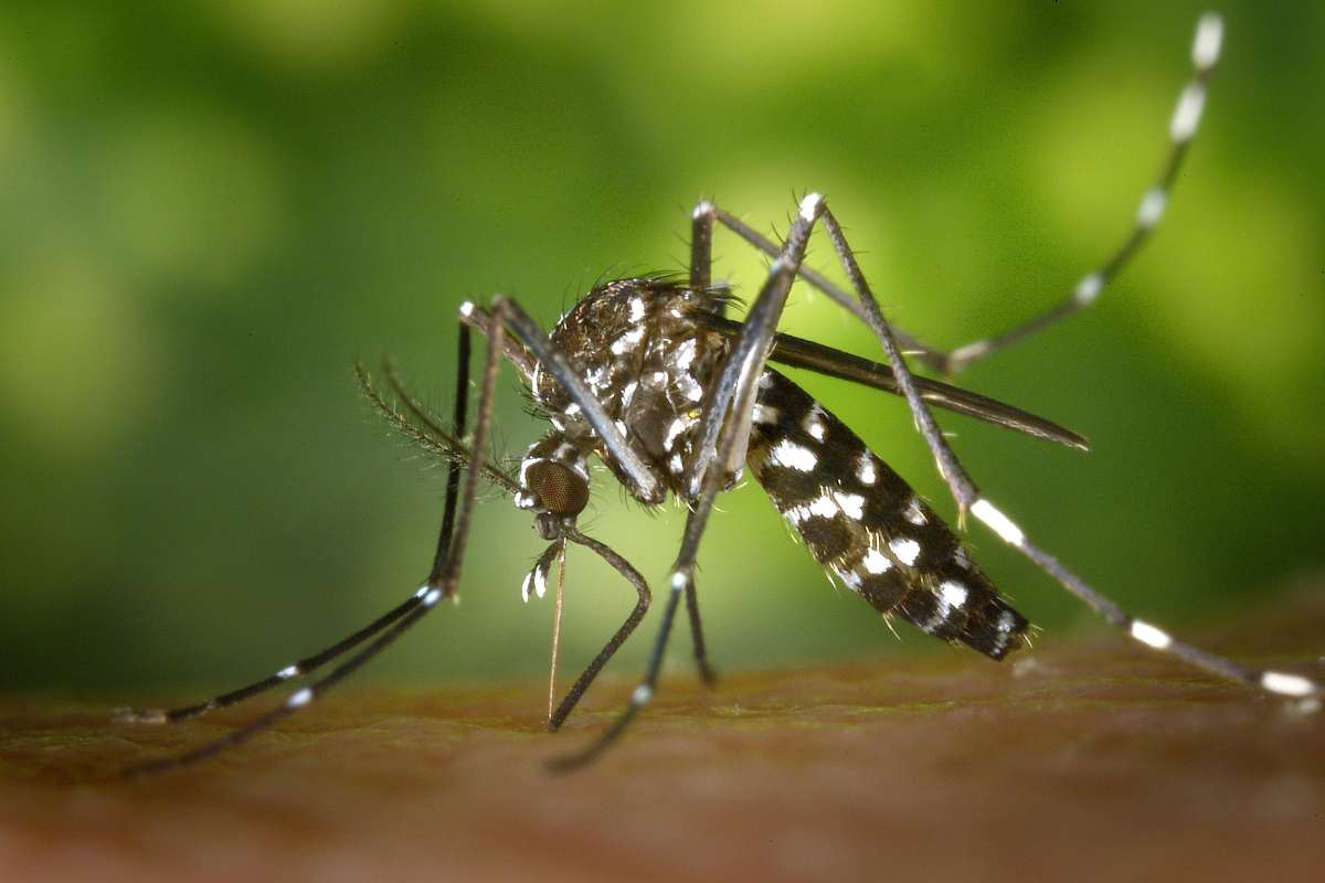 Allarme Dengue in Italia