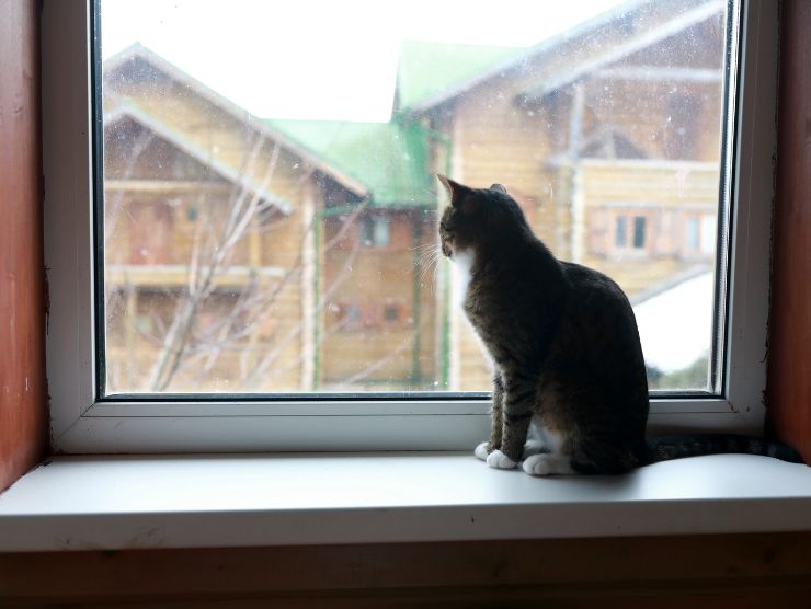 Gatto, guardare fuori dalla finestra