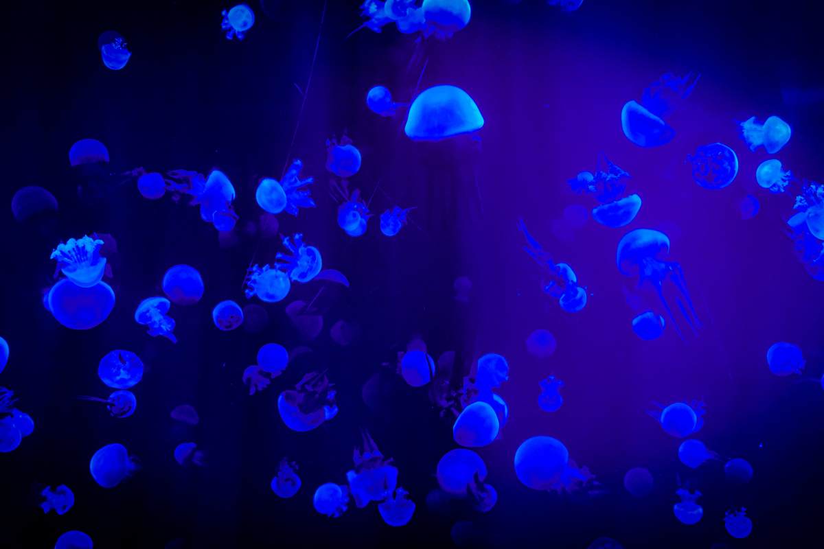 Alla scoperta delle baby meduse
