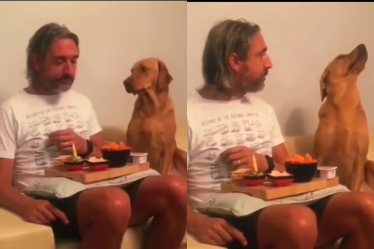 Cane vuole del cibo: il video