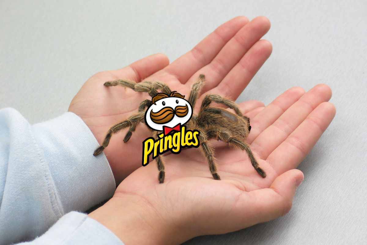 ragno pringles